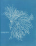 Red Ceramic Painting - Anna Atkins — artwork view