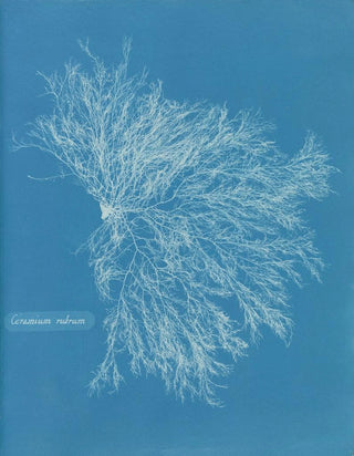 Anna Atkins - Ceramium rubrum.webp