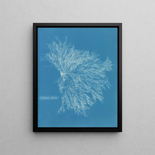 Red Ceramic Painting - Anna Atkins — framed artwork on a wall