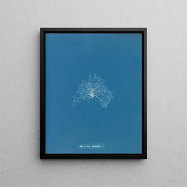 A waterproof ceramic - Anna Atkins — framed artwork on a wall