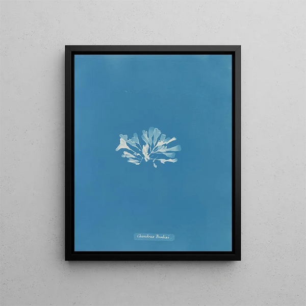 Chondrus brodii - Anna Atkins — framed artwork on a wall