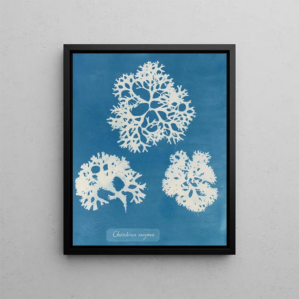 Crispy Shell - Anna Atkins — framed artwork on a wall
