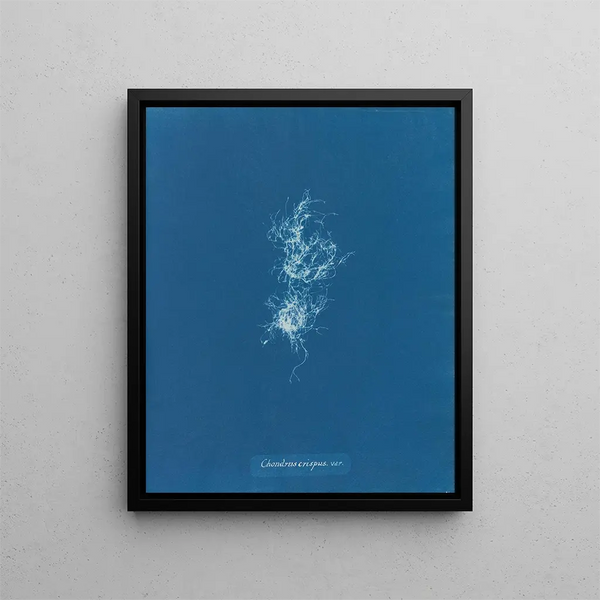Chondrus crispus var. - Anna Atkins — framed artwork on a wall