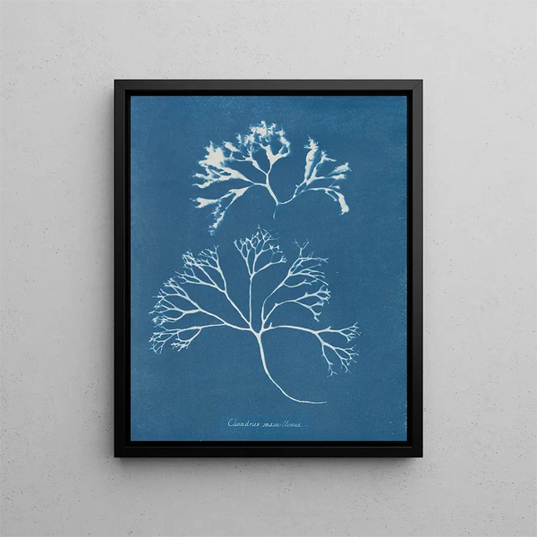 Cartilage mammaire - Anna Atkins — framed artwork on a wall