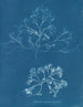 Chondrus membranifolius - Anna Atkins — artwork view