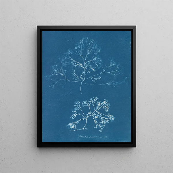 Chondrus membranifolius - Anna Atkins — framed artwork on a wall