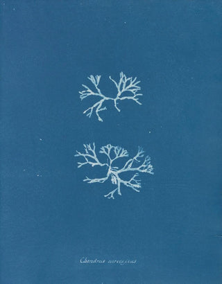 Anna Atkins - Chondrus norvegicus.webp