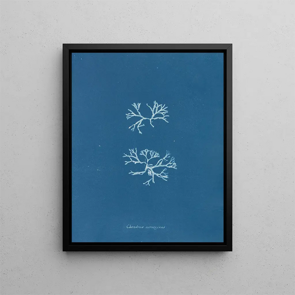 Chondrus norvegicus - Anna Atkins — framed artwork on a wall