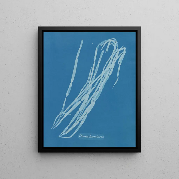 Chorda lomentaria - Anna Atkins — framed artwork on a wall