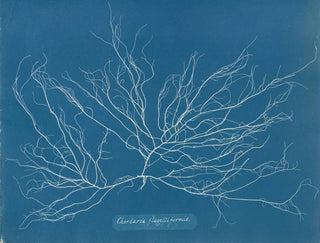 Chordaria flagelliformis - Anna Atkins — artwork view