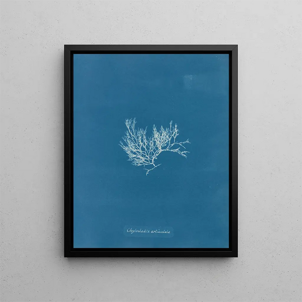 Chylocladia articulé - Anna Atkins — framed artwork on a wall