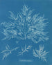 Chylocladia clavellosa - Anna Atkins — artwork view