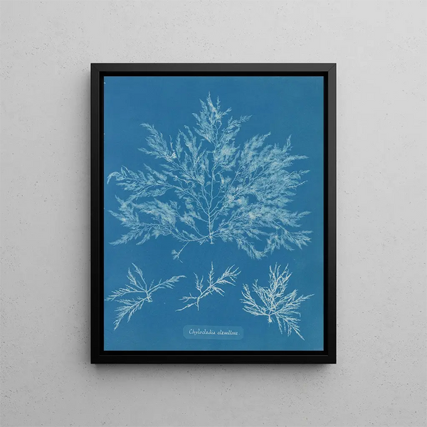 Chylocladia clavellosa - Anna Atkins — framed artwork on a wall