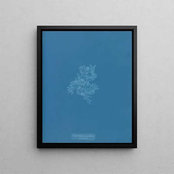 Chylocladia clavellosa - Anna Atkins — framed artwork on a wall