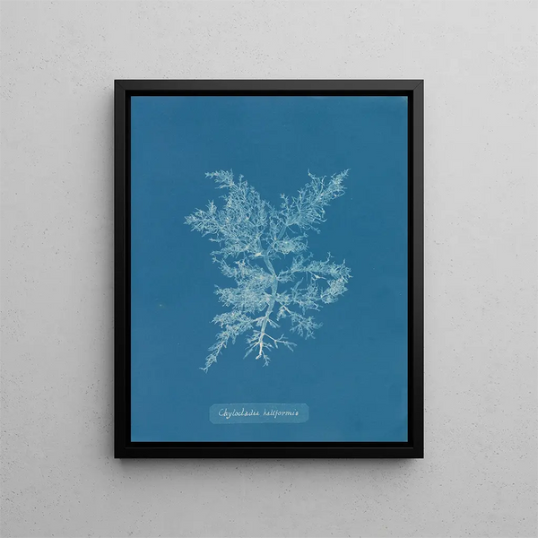 Chylocladia califormis - Anna Atkins — framed artwork on a wall