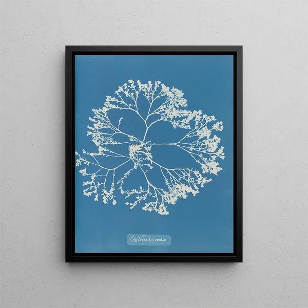 Chylocladia ovalis - Anna Atkins — framed artwork on a wall