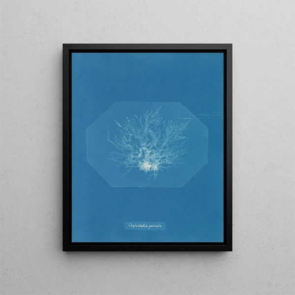 Chylocladia petite - Anna Atkins — framed artwork on a wall