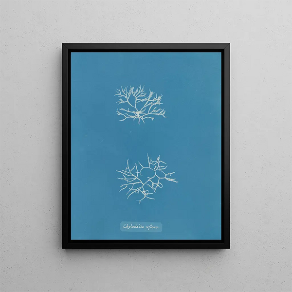Chylocladia reflexa - Anna Atkins — framed artwork on a wall