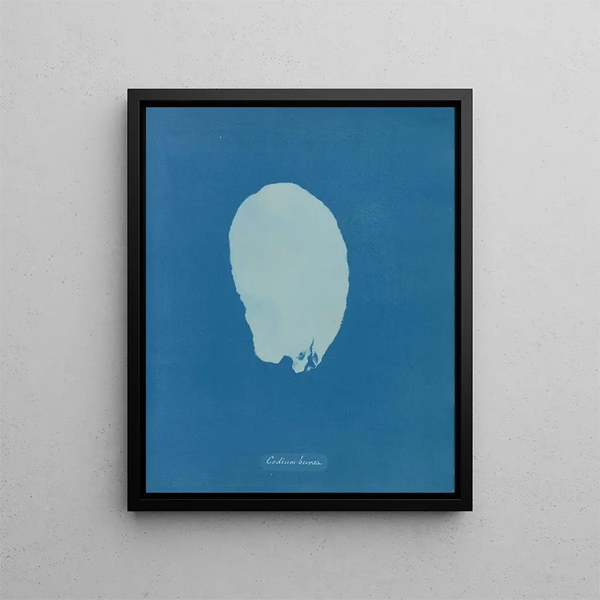 Stock Exchange code - Anna Atkins — framed artwork on a wall