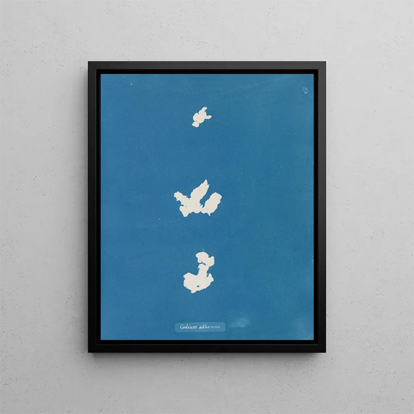 Adhérer au code - Anna Atkins — framed artwork on a wall