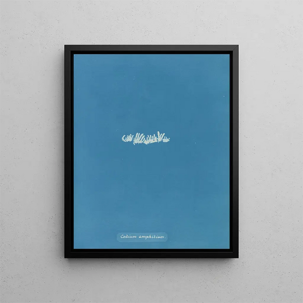 Codium amphibium - Anna Atkins — framed artwork on a wall