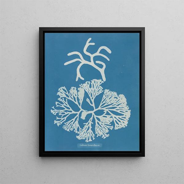 Codium tomentosum - Anna Atkins — framed artwork on a wall