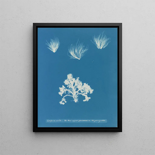 Anna Atkins - Conferva arcta the three upper specimens in the young state.webp