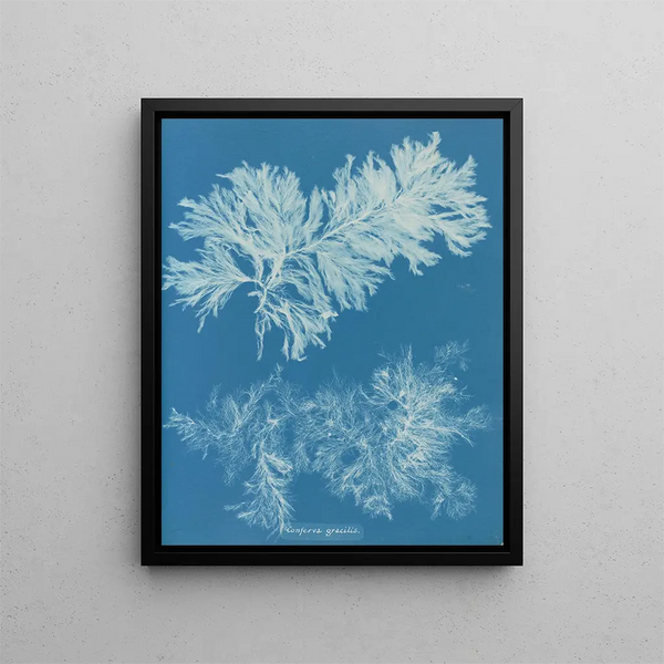 Compare thin - Anna Atkins — framed artwork on a wall