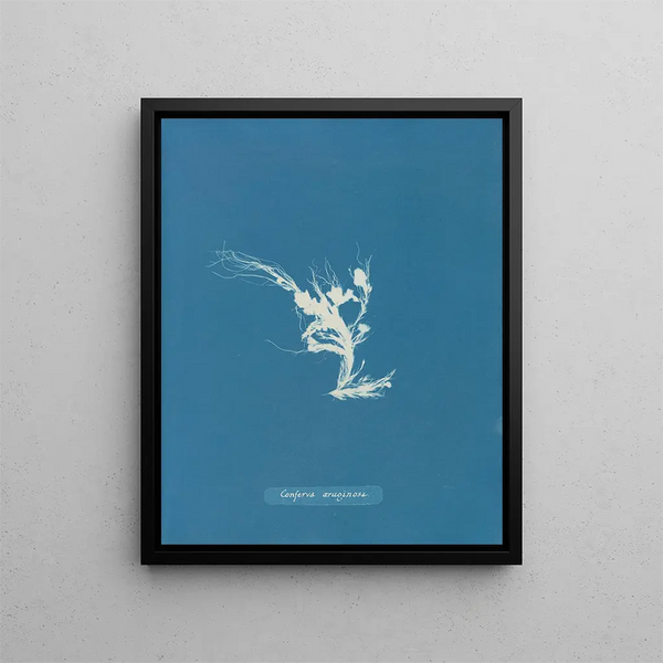 Conferva rouillé - Anna Atkins — framed artwork on a wall