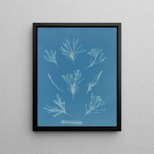 Longitudinal Coral Painting - Anna Atkins — framed artwork on a wall