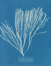 Couverts multifida - Anna Atkins — artwork view