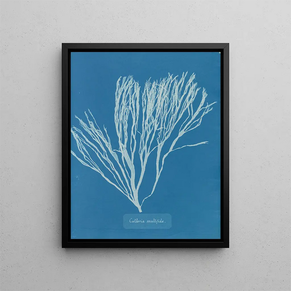 Couverts multifida - Anna Atkins — framed artwork on a wall