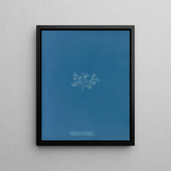 Cystoseira barbata - Anna Atkins — framed artwork on a wall