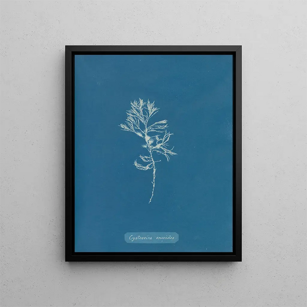 Cystoseira ericoides - Anna Atkins — framed artwork on a wall
