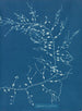 Cystoseira fibrosa - Anna Atkins — artwork view