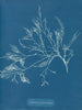 Cystoseira foeniculacea - Anna Atkins — artwork view