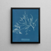 Cystoseira foeniculacea - Anna Atkins — framed artwork on a wall