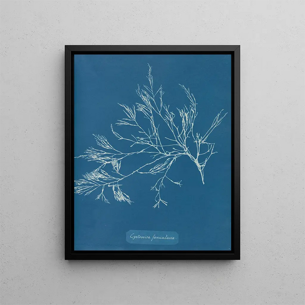 Cystoseira foeniculacea - Anna Atkins — framed artwork on a wall