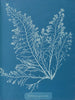 Cystoseira granulata - Anna Atkins — artwork view