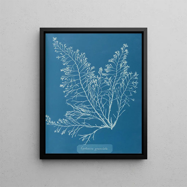 Cystoseira granulata - Anna Atkins — framed artwork on a wall