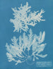 Delesseria sinuosa with ciliated margin and fruit - Anna Atkins — artwork view