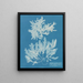 Delesseria sinuosa with ciliated margin and fruit - Anna Atkins — framed artwork on a wall