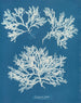 Delesseria ailée - Anna Atkins — artwork view