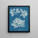 Delesseria ailée - Anna Atkins — framed artwork on a wall