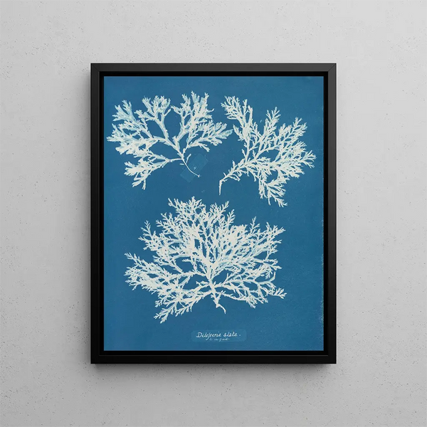 Delesseria ailée - Anna Atkins — framed artwork on a wall