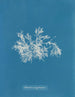 Delesseria très étroite - Anna Atkins — artwork view