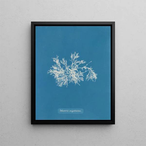 Delesseria très étroite - Anna Atkins — framed artwork on a wall