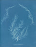 Delesseria hypoglossum - Anna Atkins — artwork view
