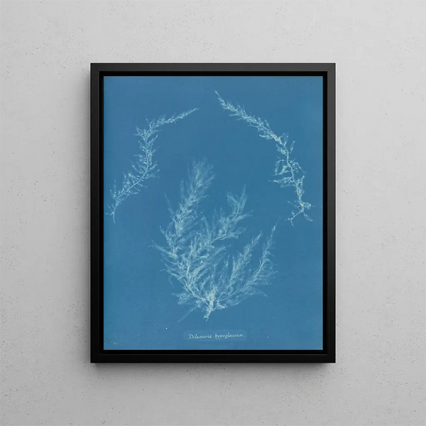 Delesseria hypoglossum - Anna Atkins — framed artwork on a wall