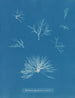 Delesseria hypoglossum dans les fruits - Anna Atkins — artwork view